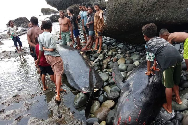 Sejumlah paus pilot terdampar di pesisir pantai di Alor, NTT. ANTARA/Ho-DKP Alor