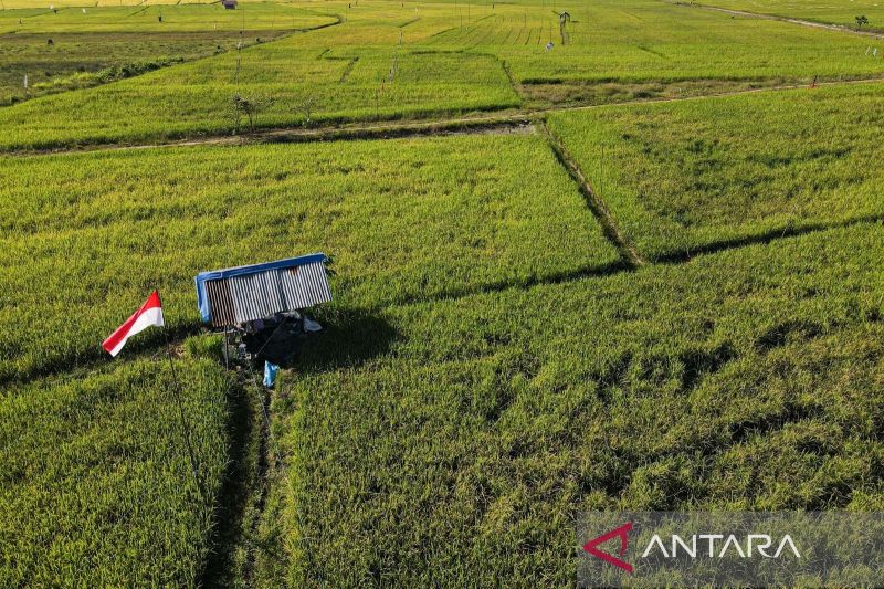 Foto udara, di salah salah hamparan padi sawa di Kencamatan Tongauna di Kabupataen Konawe yang usia tanam dua bulan. (Antara/Andri Denisag)