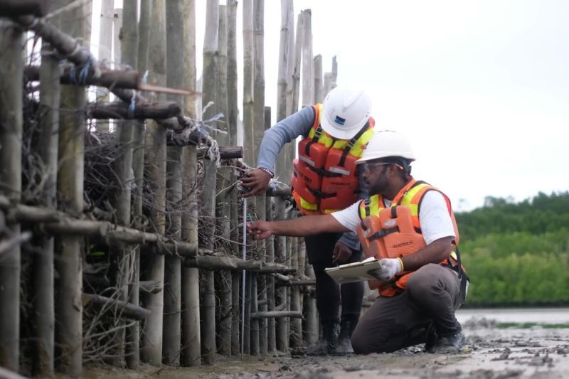 PT Freeport Indonesia (PTFI) membangun "estuary structure" di muara Sungai Ajkwa, Kabupaten Mimika, salah satunya dengan struktur bambu guna menangkap sedimentasi dari "tailing" untuk dibentuk menjadi daratan baru yang ditanami dengan mangrove. ANTARA/HO-PTFI