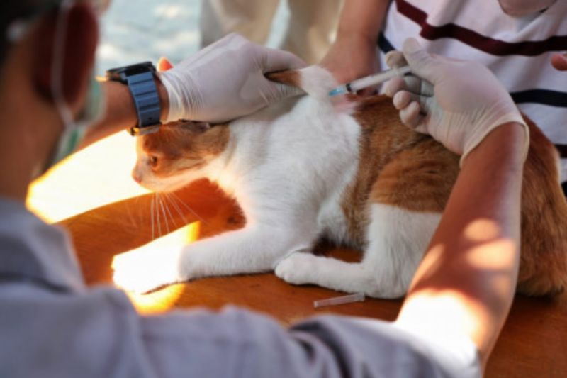 Ilustrasi Suku Dinas Ketahanan Pangan, Kelautan dan Pertanian (KPKP) Jakarta Selatan berhasil memberikan vaksin rabies terhadap 127 Hewan Penular Rabies (HPR) di Kelurahan Manggarai Selatan, Kecamatan Tebet, Jakarta, Rabu (31/7/2024). ANTARA/HO-Pemprov DKI Jakarta