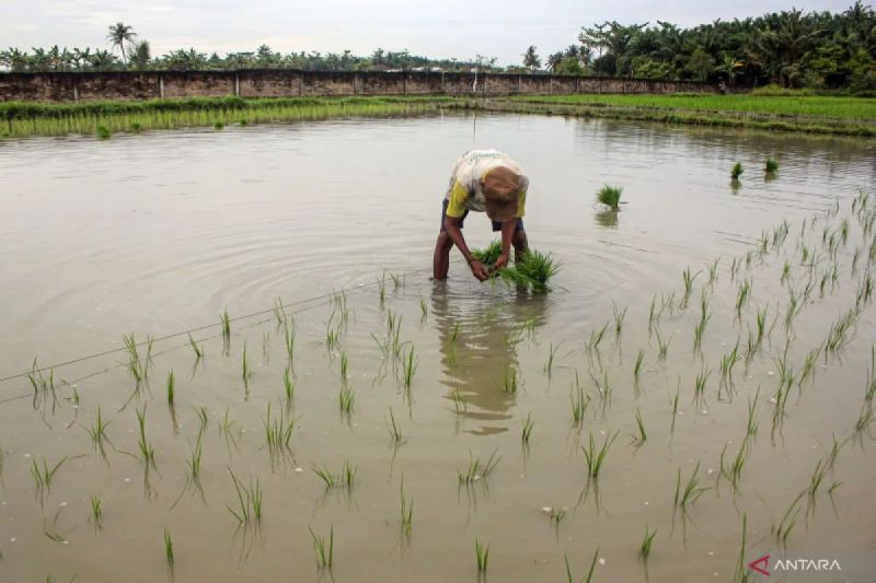 Petani menanam bibit padi di Desa Pematang Biara, Kabupaten Deli Serdang, Sumatera Utara, Minggu (8/1/2023). (ANTARA FOTO/Yudi/aww)