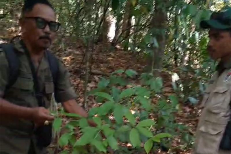 Arsip foto: Tumbuhan endemik langka yang terancam punah Dehaasia pugerensis ditemukan di Resort Wonoasri, SPTN Wilayah II Ambulu, kawasan TN Meru Betiri di Kabupaten Jember pada akhir Agustus 2024. (ANTARA/HO-TN Meru Betiri)