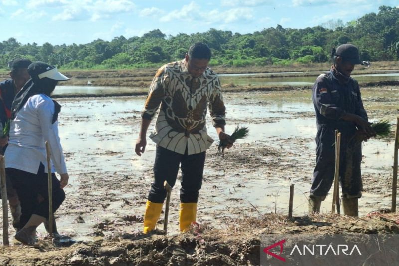 Wakil Mentan Sudaryono (tengah) melakukan penanaman padi di lahan petani di Kecamatan Balikpapan Timur, Kota Balikpapan, Provinsi Kalimantan Timur, Jumat (13/9)2024). ANTARA/Muhammad Solih Januar