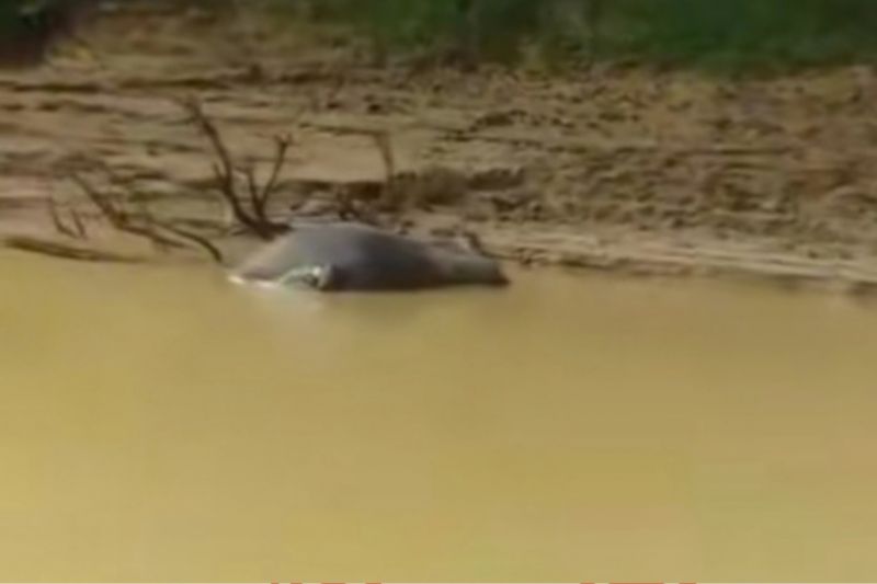Seekor Kerbau mati mengapung di Sungai Kampar Kiri, Desa Mentulik, Kecamatan Kampar Kiri, Kabupaten Kampar, Riau. ANTARA/HO-Tangkapan Layar