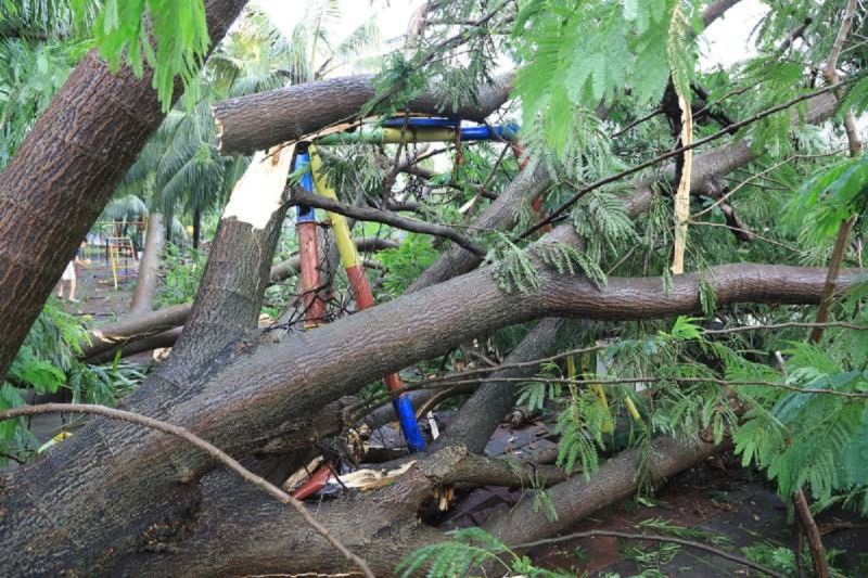 Pohon tumbang di Kota Tangerang Banten yang menutup jalan akibat hujan disertai angin kencang beberapa waktu lalu. ANTARA/HO-Pemkot Tangerang