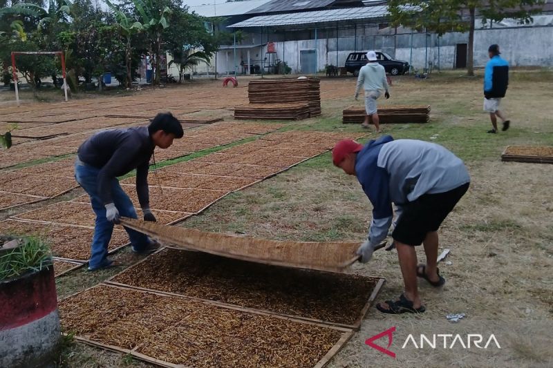 Petani Temanggung menjemur tembakau. ANTARA/Heru Suyitno