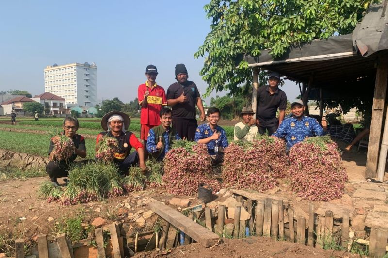 Sarjo, petani di Kelurahan Karang Anyar, Kecamatan Neglasari, Kota Tangerang, Banten, berhasil memanen bawang merah dan cabai yang merupakan binaan Dinas Ketahanan Pangan (DKP) Kota Tangerang. ANTARA/HO-DKP Kota Tangerang
