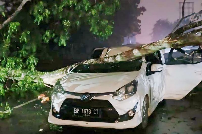 Sebuah pohon besar tumbang dan menimpa mobil di Jalan Adi Sucipto, Kilometer 11, Kota Tanjungpinang akibat cuaca ekstrem, Selasa (17/9/2024) malam. ANTARA/HO-Dokumentasi pribadi