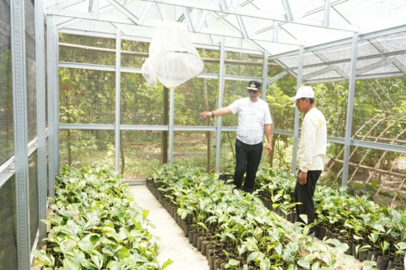 Penjabat Gubernur Sulbar Bahtiar Baharuddin (kiri) saat mengunjungi area pembibitan aren di Kecamatan Alu, Kabupaten Polewali Mandar. (ANTARA/HO/Diskominfo Polewali Mandar)