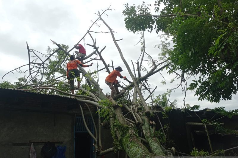 Personel BPBD Padang, Sumatera Barat melakukan pembersihan material pohon yang menimpa rumah warga di Padang pada Rabu (18/9/2024). ANTARA/HO-BPBDPadang