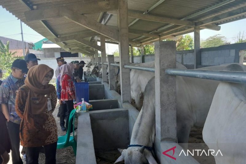 Bupati Demak Eisti'anah meninjau ternak sapi bantuan di Desa Tlogorejo, Kecamatan Karangawen, Kabupaten Demak, Kamis (19/9/2024). (ANTARA/Akhmad Nazaruddin Lathif)