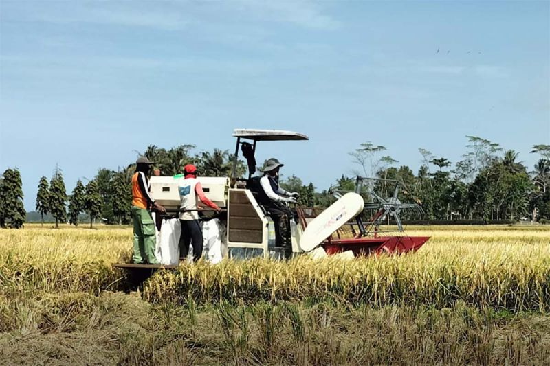 Petani yang tergabung dalam Kelompok Tani Sri Rejeki, Desa Pesawahan, Kecamatan Binangun, Kabupaten Cilacap, Jawa Tengah, Rabu (28/8/2024), melakukan panen padi menggunakan Combine Harvester. ANTARA/HO-Dispertan Cilacap
