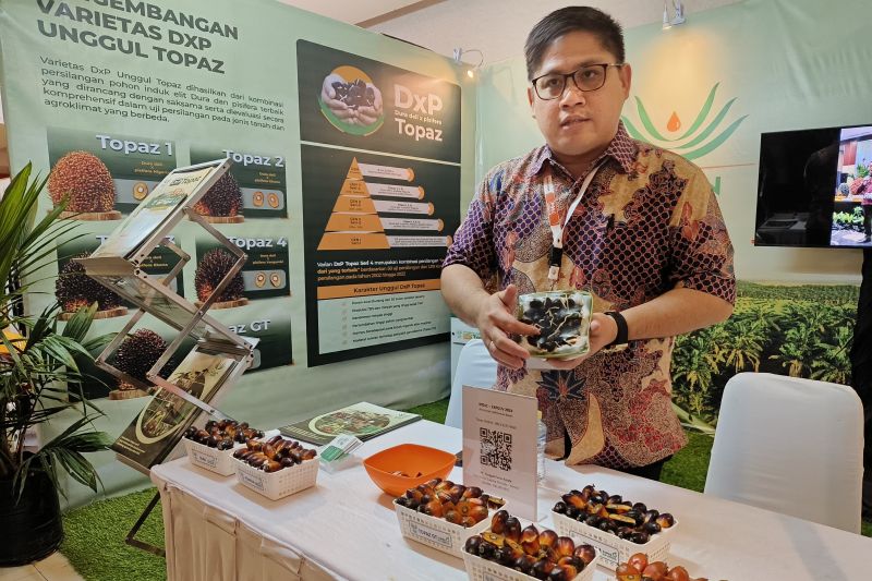 Head of Plant Breeding Asian Agri, Yopy Dedywiryanto melihatkan kecambah bibit unggul Topaz (ANTARA/Dedi)