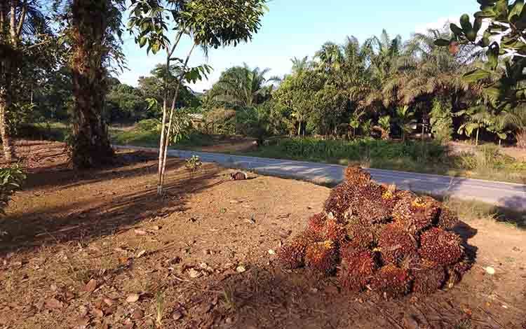 Perkebunan kelapa sawit yang dimiliki masyarakat di Kotawaringin Timur. (FOTO: TESTI PRISCILLA)