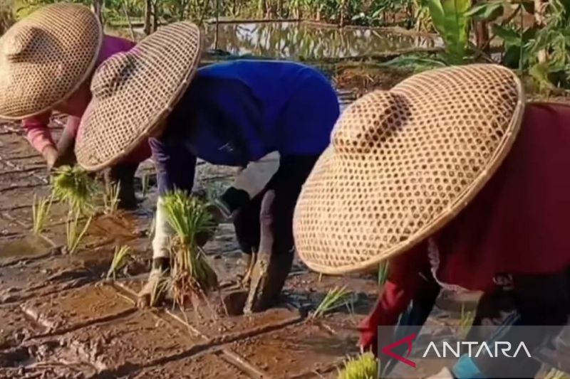 Petani di Kabupaten Cianjur, Jawa Barat, menerapkan metode tanam padi sekaligus memelihatra ikan dalam satu lahan atau Mina Padi yang mendapat dukungan dari Pemkab Cianjur.(ANTARA/Ahmad Fikri). (Ahmad Fikri)