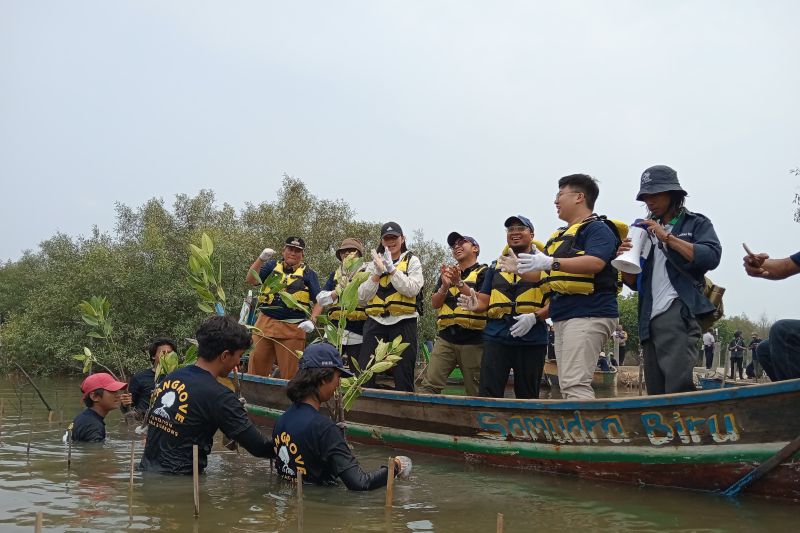 FishLog, startup yang bergerak di bidang perikanan, bekerja sama dengan Badan Pengelola Dana Lingkungan Hidup (BPDLH) dan UNDP Indonesia menggelar Penanaman 5.000 Pohon Mangrove untuk Perlindungan dan Kesehatan Ekosistem Pesisir di Muara Gembong, Bekasi, Jawa Barat, Senin (23/9/2024). ANTARA/HO-FishLog