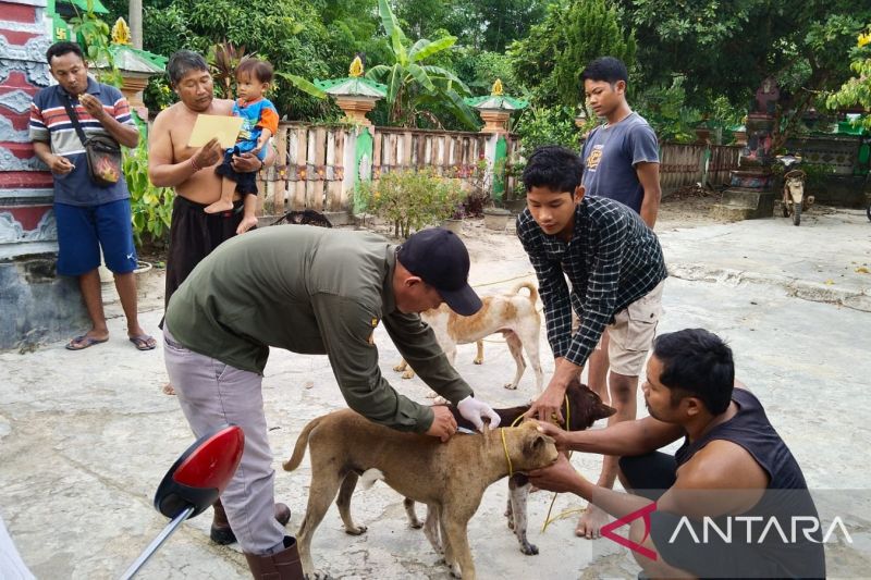 Anjing peliharaan masyarakat disuntik vaksin anti rabies. (ANTARA/Edo Purmana)