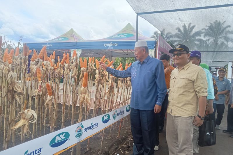 Bupati Pasaman Barat Hamsuardi (peci putih) didampingi Kepala Dinas Tanaman Pangan dan Hortikultura Pasaman Barat Doddy San Ismail saat meninjau tanaman jagung petani di Kecamatan Luhak Nan Duo beberapa waktu lalu. Antara/Altas Maulana.