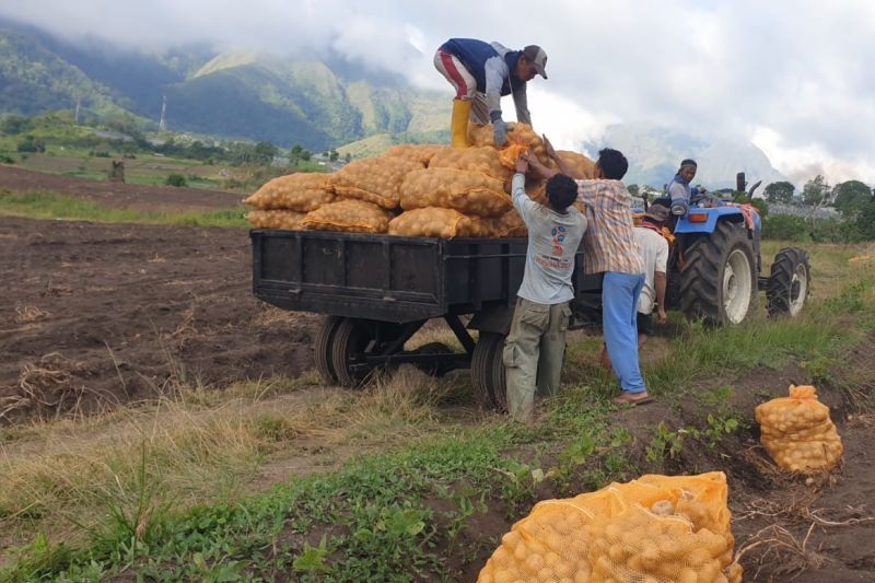 Petani melakukan panen kentang sebagai salah satu Program Makmur di pegunungan Sembalun, Kabupaten Lombok Timur, Nusa Tenggara Barat (NTB) (Antara/HO/Sinar Tani)