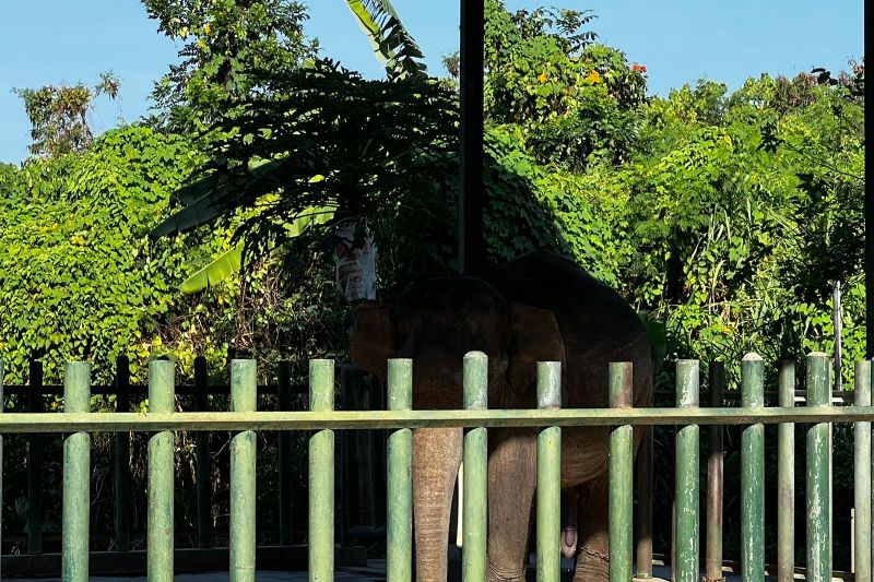 Ilustrasi seekor gajah di Bali Safari and Marine Park Gianyar, Bali. ANTARA/HO-Humas Polda Bali
