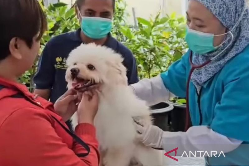 Ilustrasi hewan peliharaan yang akan divaksin rabies di Puskeswan Kota Bogor. (ANTARA/HO-DKPP Kota Bogor)