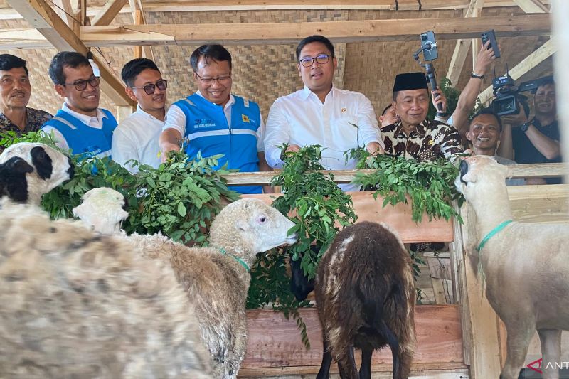 Direktur Utama PT PLN Energi Primer Indonesia Iwan Agung Firstantara (tengah) saat memberikan pakan kepada domba pada kegiatan Pengembangan Ekosistem Biomassa Berbasis Ekonomi Kerakyatan dan Pertanian Terpadu di Desa Bojongkapol, Kecamatan Bojonggambir, Kabupaten Tasikmalaya, Jawa Barat, Kamis (26/9/2024). (ANTARA/Rubby Jovan)
