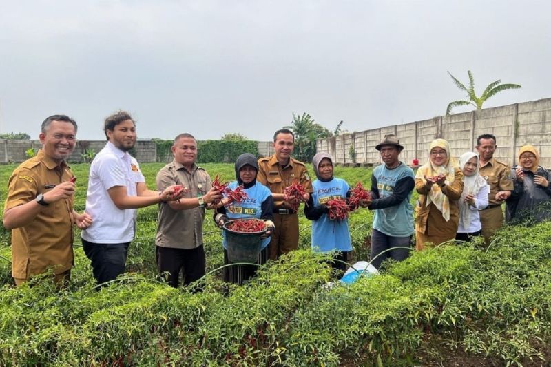 Kepala Dinas Ketahanan Pangan (DKP) Kota Tangerang Muhdorun (tengah) melakukan panen cabai keriting bersama warga di Neglasari, Kamis. ANTARA/HO-DKP Kota Tangerang