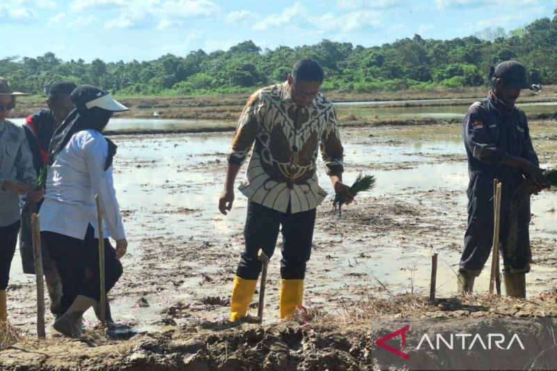 Wamentan Sudaryono (baju batik) melakukan penanaman padi di lahan pertanian di Kecamatan Balikpapan Timur, Kota Balikpapan, Provinsi Kalimantan Timur, Jumat (13/9)2024). ANTARA/Muhammad Solih Januar