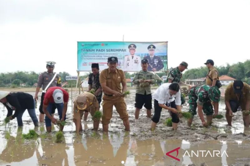 Dokumen kegiatan penanaman pagi pada program perluasan areal tanam di Kabupaten Bangkalan, Jawa Timur. (ANTARA/ HO-Pemkab Bangkalan)