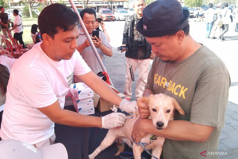 Dokter hewan menyuntikkan vaksinasi antirabies kepada seekor anjing peliharaan memperingati Hari Rabies Sedunia di Denpasar, Bali, MInggu (29/9/2024) ANTARA/Dewa Ketut Sudiarta Wiguna