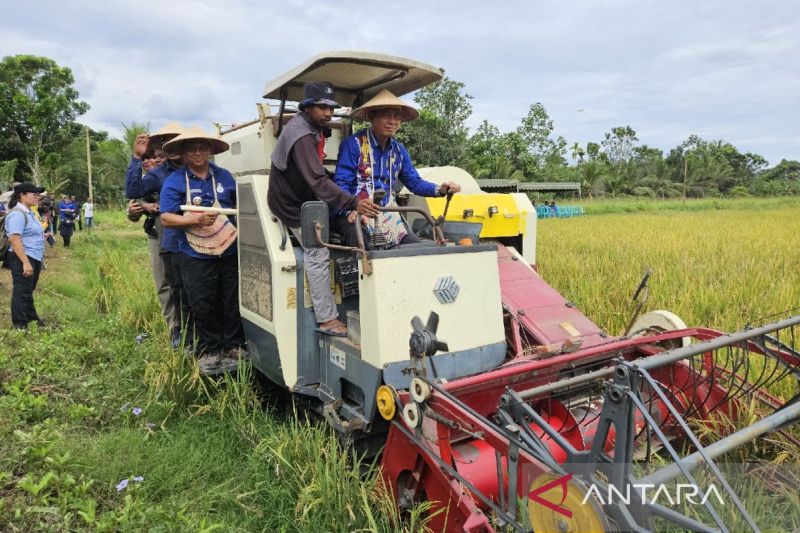 Penjabat Gubernur Papua Ramses Limbong saat melakukan panen padi di Kabupaten Jayapura, Papua. (ANTARA/Qadri Pratiwi)