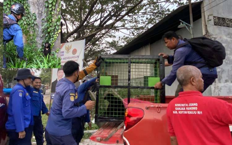 Beruang teror warga Sampit berhasil ditangkap, Senin, 30 September 2024. (FOTO: IST)