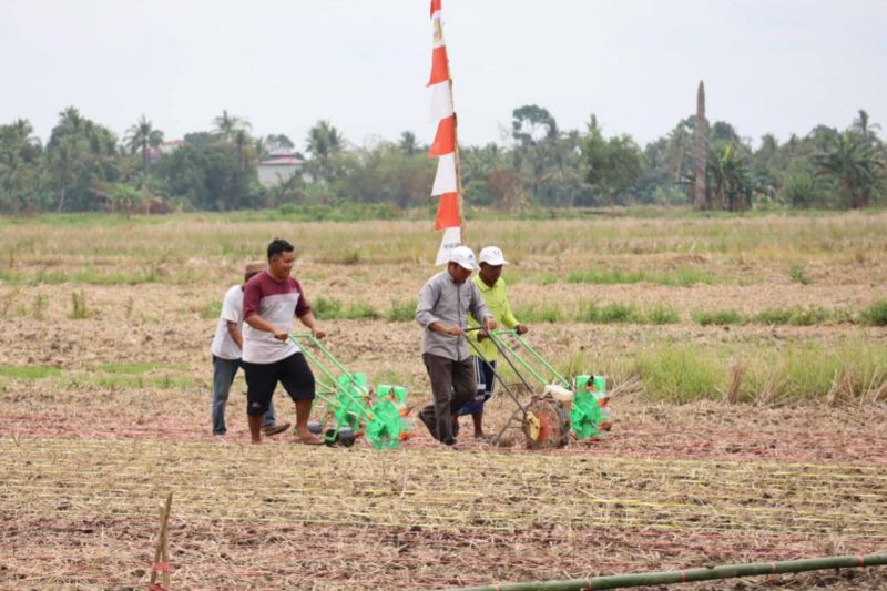 Beberapa petani menggarap lahan pertanian menggunakan peralatan untuk menanam padi secara serentak di Desa Handil Babirik Kecamatan Bumi Makmur Kabupaten Tanah Laut, Provinsi Kalimantan Selatan, Senin (30/9/2024). ANTARA/HO-Pemkab Tanah Laut