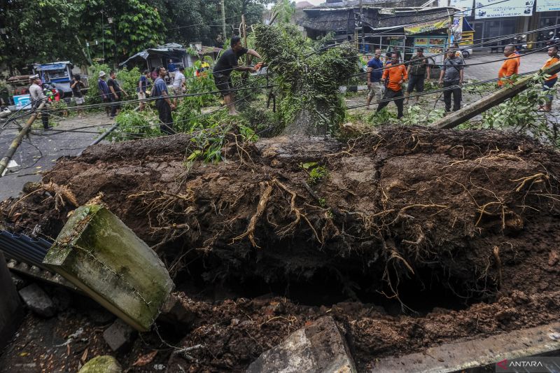 Petugas BPBD memotong batang pohon yang tumbang diterjang angin kencang di Jalan Hardiwinangun Rangkasbitung, Lebak, Banten, Sabtu (28/9/2024). ANTARA FOTO/Muhammad Bagus khoirunas/nym.