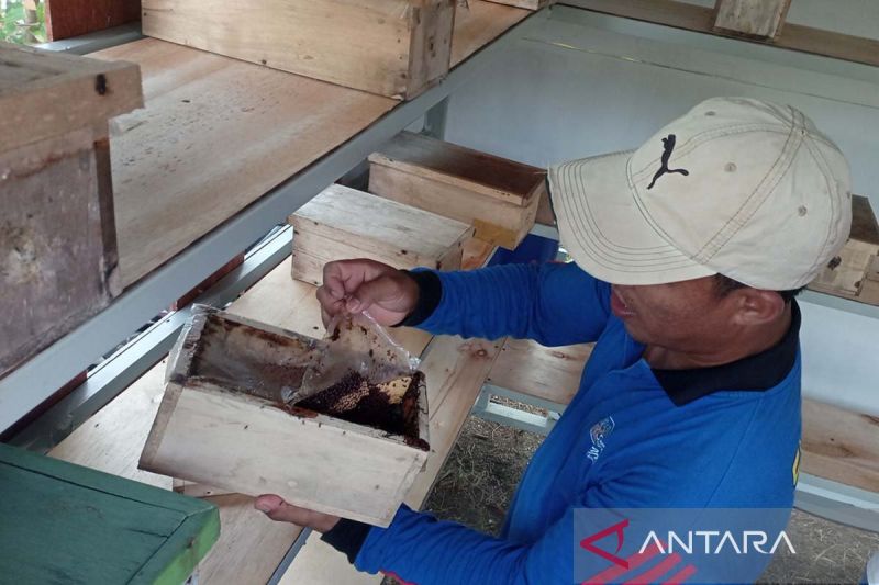 Sekretaris Kelompok Pelestari Mangrove "Sida Asih" Sutiyono menunjukkan koloni lebah madu klanceng yang dibudidayakan di Konservasi Mangrove Jagapati (Si-Manja), kawasan Segara Anakan, Kelurahan Kutawaru, Kecamatan Cilacap Tengah, Kabupaten Cilacap, Jawa Tengah, Selasa (1/10/2024). ANTARA/Sumarwoto