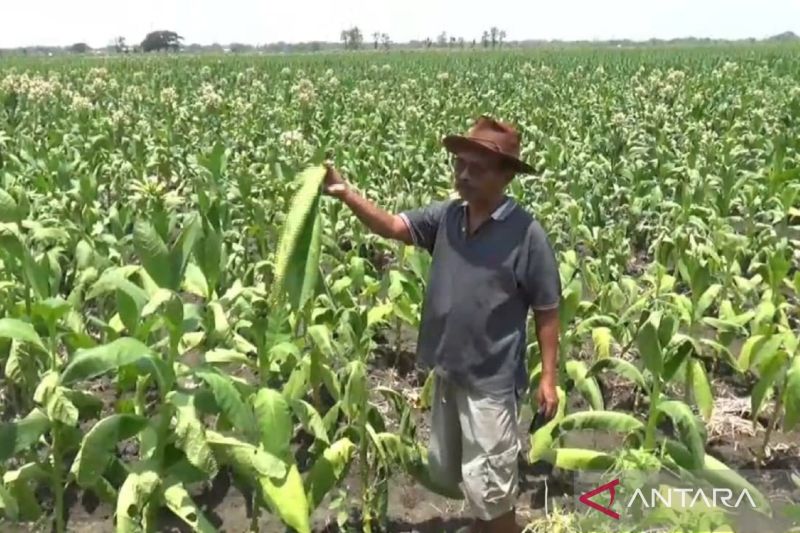 Ketua APTI Ngawi Sojo menunjukkan tanaman tembakau yang gagal panen, Selasa (1/10/2024). Sejumlah tanaman tembakau di sentra produksi di Desa Karangjati, Kecamatan Karangjati, Kabupaten Ngawi, Jawa Timur, rusak dan layu akibat hujan yang turun pada musim kemarau hingga membuat petani rugi. ANTARA/Louis Rika