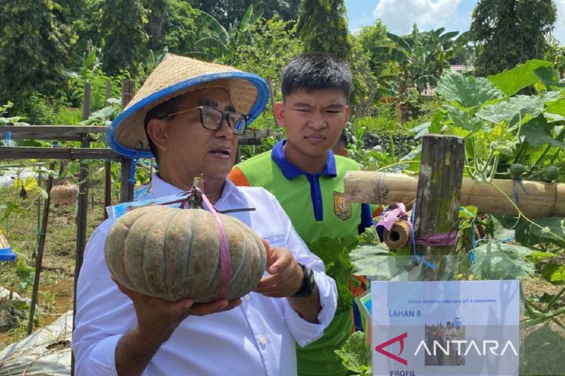 Pj Gubernur Kaltim Akmal Malik saat panen tomat, jagung, dan labu di SMK Sekolah Pertanian Pembangunan (SMK-SPP) Negeri Samarinda, Selasa (1/10/2024). ANTARA/Ahmad Rifandi
