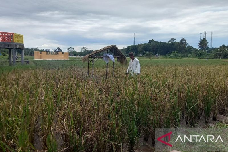 Ilustrasi, Petani Desa Namang Kabupaten Bangka Tengah saat mempersiapkan tradisi panen padi bersama (ANTARA/Aprionis)