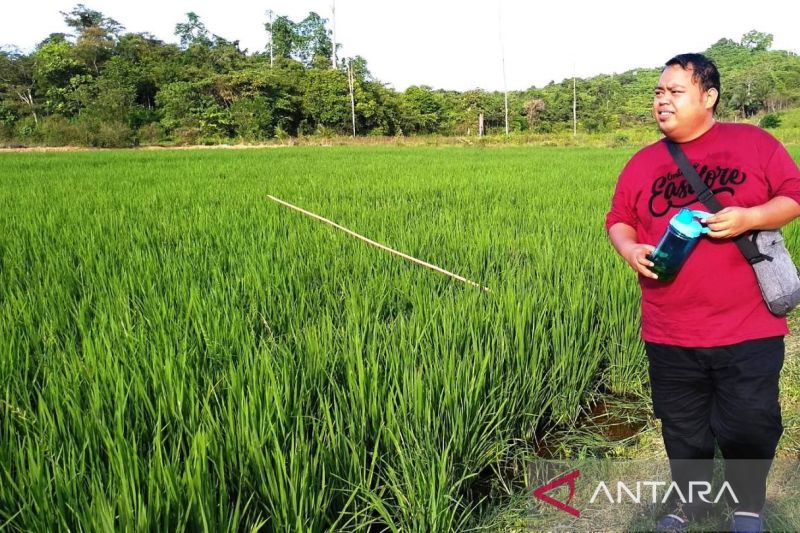 Seorang warga sedang melihat-lihat sawah di Lempake, Samarinda, Kaltim. (ANTARA/ M Ghofar)