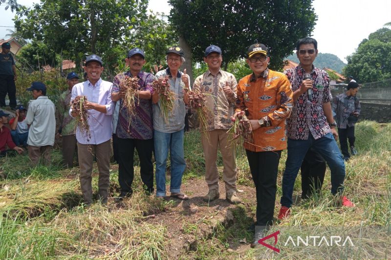 Suasana panen perdana dari hasil uji coba penanaman bibit biji bawang merah, di Desa Cikalahang, Cirebon, Jawa Barat, Rabu (2/10/2024). ANTARA/Fathnur Rohman