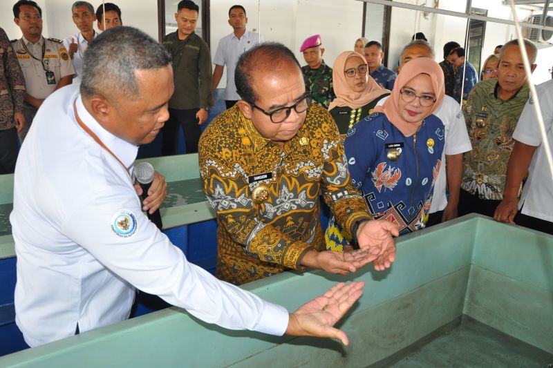 Penjabat Gubernur Lampung Samsudin saat melihat benih bening lobster yang ada di Balai Besar Perikanan Budidaya Laut (BBPBL) Lampung. ANTARA/HO-Pemprov Lampung