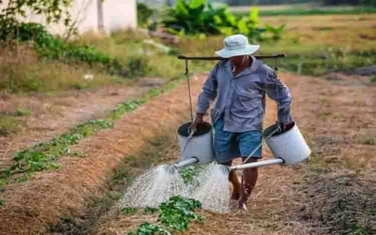 Petani sedang menyiram tanamannya. Ketahanan pangan dan pertanian menjadi salah satu program unggulan di Kalteng. (FOTO:PIXABAY)