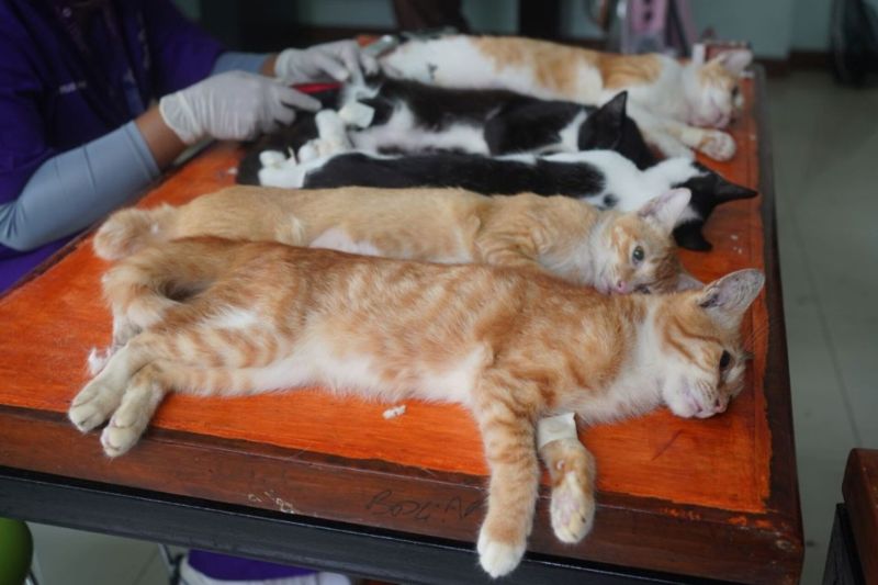 Suku Dinas Ketahanan Pangan, Kelautan dan Pertanian Kota Administrasi Jakarta Selatan (Sudin KPKP Jaksel) sterilisasi kucing lokal di Kelurahan Pasar Manggis, Kecamatan Setiabudi, Jakarta, Kamis (3/10/2024) ANTARA/HO-Kominfotik Jakarta Selatan