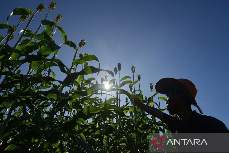 IllustrationA farmer looks at a field of sorghum in West Sumatra province. (ANTARA FOTO/Iggoy el Fitra/YU/am)