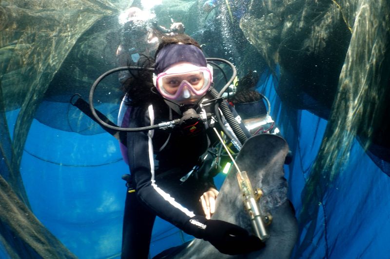 Prilly Latuconsina pasangnkan penanda satelit (satellite tag) pada seekor hiu paus di Teluk Saleh, Nusa Tenggara Barat (NTB). (ANTARA/Ho-KI)