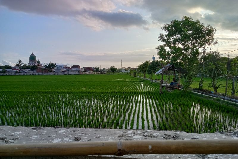 Areal persawahan bagian selatan wilayah Kota Mataram, Provinsi Nusa Tenggara Barat. (ANTARA/Nirkomala)