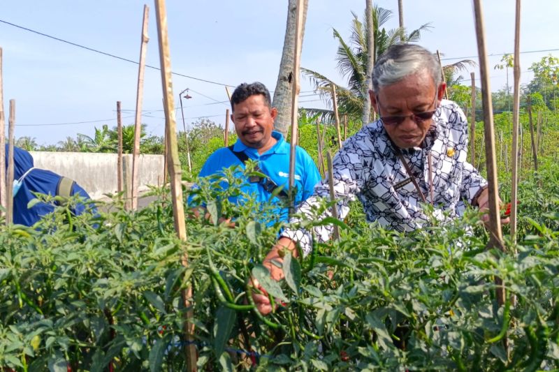 Plt Kepala DP3 Kabupaten Sleman Suparmono saat melakukan sambang petani cabai di Samberembe, Candibingun, Pakem, Jumat (4/10/2024). ANTARA/HO-Dinas Pertanian Sleman