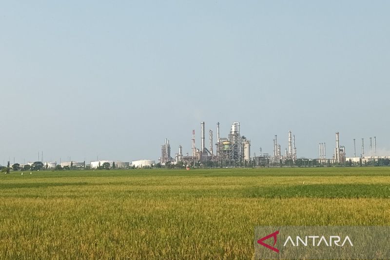Kondisi lahan pertanian sawah di Kabupaten Indramayu, Jawa Barat. ANTARA/Fathnur Rohman