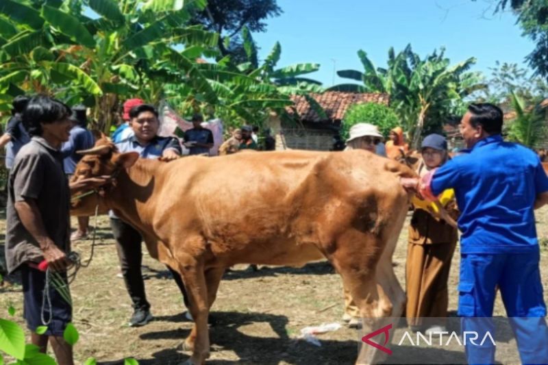 Dokumen pemeriksaan kesehatan dan kebuntingan hewan oleh petugas kesehatan hewan di Kabupaten Pamekasan, Jawa Timur. (ANTARA/HO-Pemkab Pamekasan)