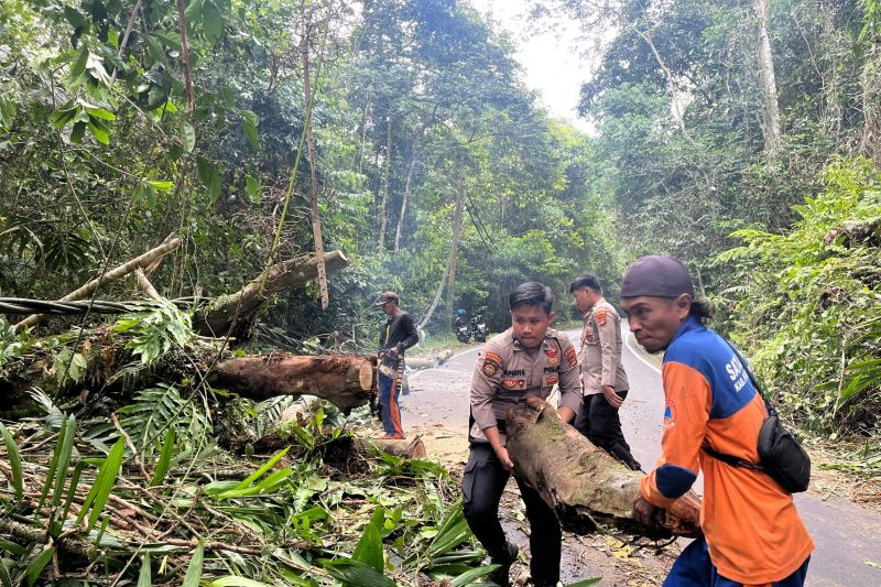 Petugas gabungan saat melakukan evakuasi pohon tumbang yang menghalangi jalan lintas barat Pesisir Barat (ANTARA/HO-Humas Polres Pesisir Barat)